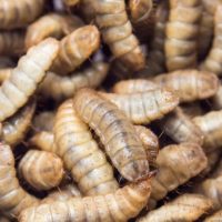 inseco-entolive Inseco Ento Live